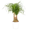 Castorama Beaucarnea 21cm Avec Cache Pot Blanc 1 Castorama Beaucarnea 21cm Avec Cache Pot Blanc -Clôture Soldes beaucarnea 21cm avec cache pot blanc8720053841604 01c FR CF