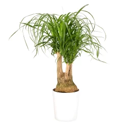 Castorama Beaucarnea 21cm Avec Cache Pot Blanc