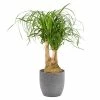 Castorama Beaucarnea 21cm Avec Cache Pot Rayures Grises -Clôture Soldes beaucarnea 21cm avec cache pot rayures grises8720053841628 01c FR CF