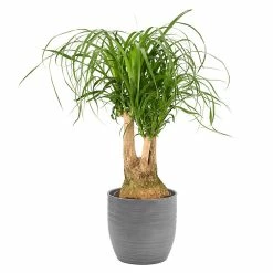 Castorama Beaucarnea 21cm Avec Cache Pot Rayures Grises