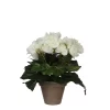 Castorama Begonia Blanc Artificiel ø20 X H.25 Cm En Pot Stan Gris ø9 Cm 2 Castorama Begonia Blanc Artificiel ø20 X H.25 Cm En Pot Stan Gris ø9 Cm -Clôture Soldes begonia blanc artificiel 20 x h 25 cm en pot stan gris 9 cm8712293770080 01c FR CF