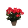 Castorama Begonia Rose Foncé Artificiel ø25 X H.30 Cm En Pot Stan Gris ø11,5 Cm 2 Castorama Begonia Rose Foncé Artificiel ø25 X H.30 Cm En Pot Stan Gris ø11,5 Cm -Clôture Soldes begonia rose fonce artificiel 25 x h 30 cm en pot stan gris 11 5 cm8712293775061 01c FR CF