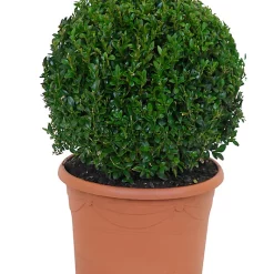 Castorama Buis Boule 40cm