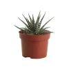 Castorama Cactus « Big Band » 10,5cm 2 Castorama Cactus « Big Band » 10,5cm -Clôture Soldes cactus big band 10 5cm3663602463207 02c
