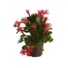 Castorama Cactus De Pâques Rose, 12cm 1 Castorama Cactus De Pâques Rose, 12cm -Clôture Soldes cactus de paques rose 12cm5059340052892 02c