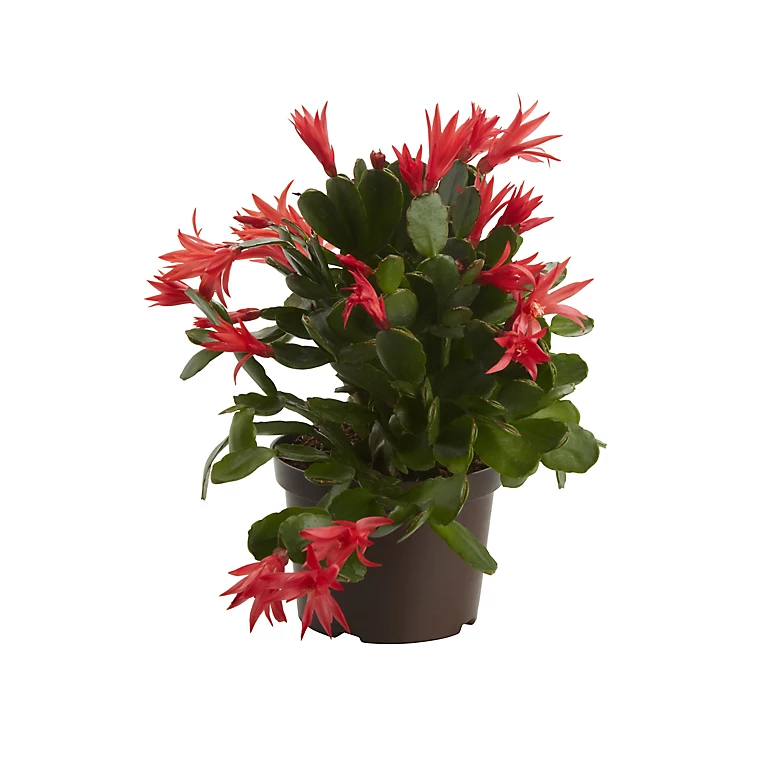 Castorama Cactus De Pâques Rose, 12cm 3 Castorama Cactus De Pâques Rose, 12cm