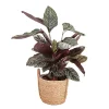 Castorama Calathéa Ornata Pot Naturel 19cm -Clôture Soldes calathea ornata pot naturel 19cm5059340052045 01c