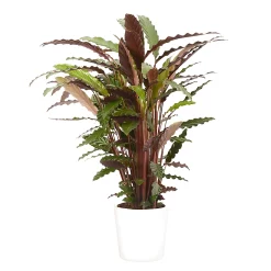 Castorama Calathea Waves 21cm Avec Cache Pot Blanc