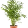 Castorama Chamaedorea Elegans 24cm -Clôture Soldes chamaedorea elegans 24cm8720053842151 01c FR CF