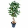 Castorama Citrus Artificiel H.140 Cm 2 Castorama Citrus Artificiel H.140 Cm -Clôture Soldes citrus artificiel h 140 cm3700543505143 01c FR CF