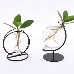 Castorama Clusia Princess Dans Verre