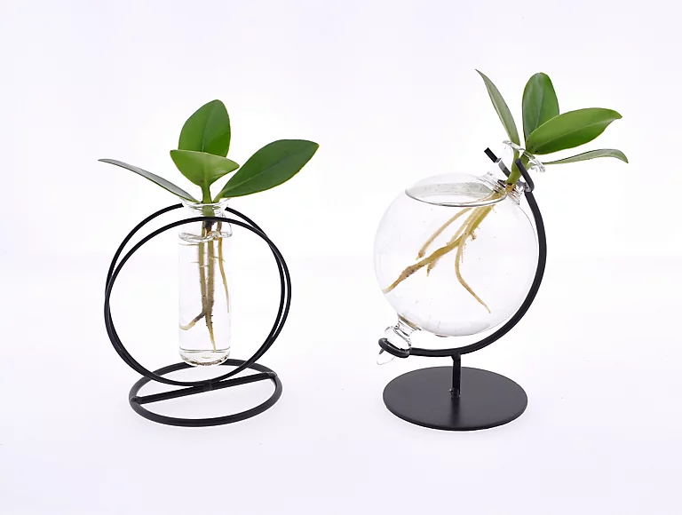 Castorama Clusia Princess Dans Verre 3 Castorama Clusia Princess Dans Verre