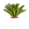 Castorama Cycas Revoluta 21cm Avec Cache Pot Blanc 1 Castorama Cycas Revoluta 21cm Avec Cache Pot Blanc -Clôture Soldes cycas revoluta 21cm avec cache pot blanc8720053842052 01c FR CF