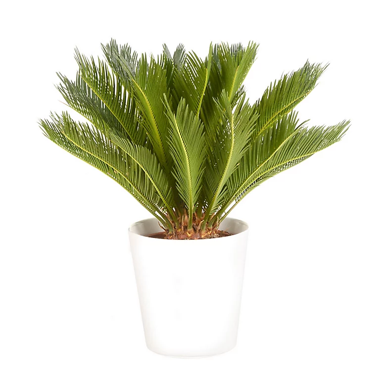 Castorama Cycas Revoluta 21cm Avec Cache Pot Blanc 3 Castorama Cycas Revoluta 21cm Avec Cache Pot Blanc