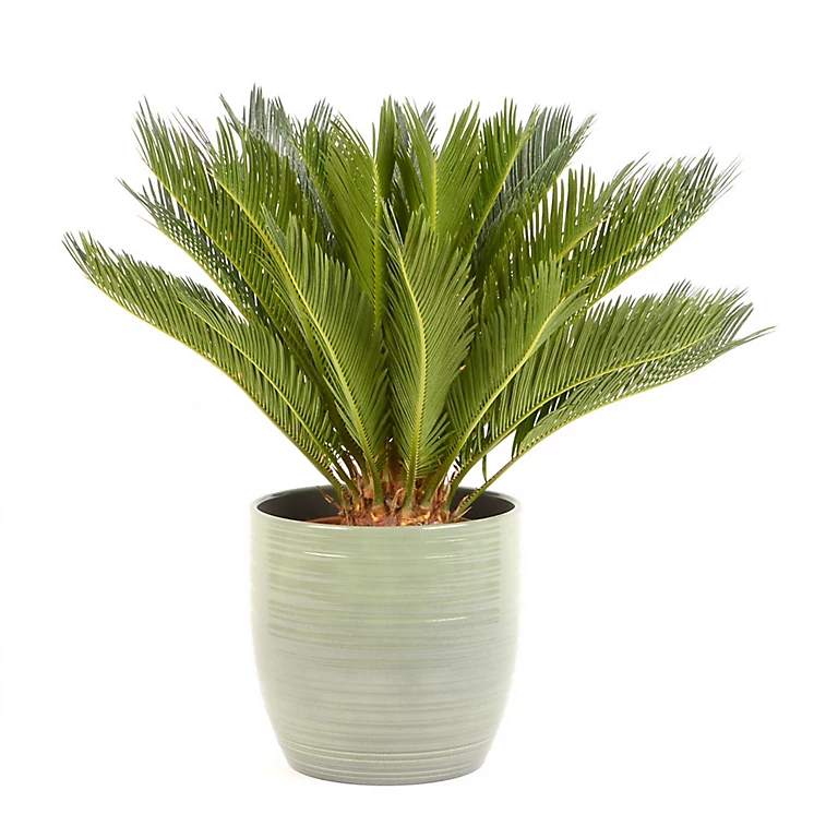 Castorama Cycas Revoluta 21cm Avec Cache Pot Rayures Vertes 3 Castorama Cycas Revoluta 21cm Avec Cache Pot Rayures Vertes