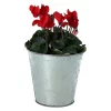 Castorama Cyclamen Avec Pot En Zinc 13 Cm 2 Castorama Cyclamen Avec Pot En Zinc 13 Cm -Clôture Soldes cyclamen avec pot en zinc 13 cm5059340138657 21c