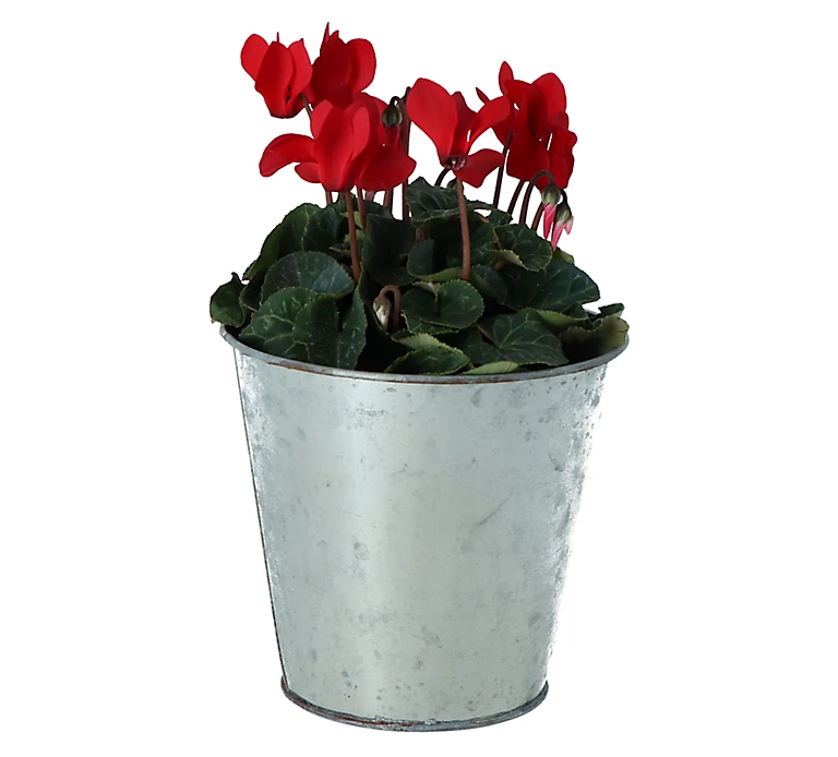 Castorama Cyclamen Avec Pot En Zinc 13 Cm 3 Castorama Cyclamen Avec Pot En Zinc 13 Cm