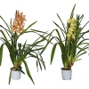 Castorama Cymbidium Mini 1 Tige Mix -Clôture Soldes cymbidium mini 1 tige mix5059340186832 01c FR CF