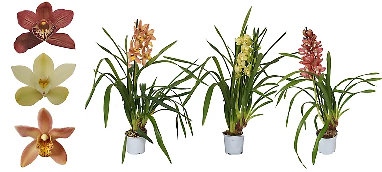 Castorama Cymbidium Mini 1 Tige Mix 3 Castorama Cymbidium Mini 1 Tige Mix
