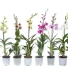 Castorama Dendrobium Sanook 1 Tige Mix 1 Castorama Dendrobium Sanook 1 Tige Mix -Clôture Soldes dendrobium sanook 1 tige mix5059340186863 01c FR CF