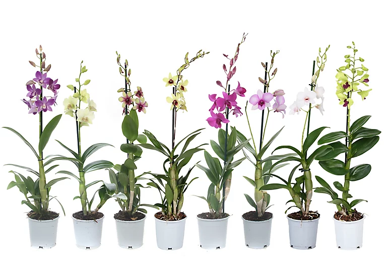 Castorama Dendrobium Sanook 1 Tige Mix 3 Castorama Dendrobium Sanook 1 Tige Mix