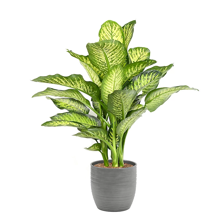 Castorama Diffenbach 21cm Avec Cache Pot Rayures Grises 3 Castorama Diffenbach 21cm Avec Cache Pot Rayures Grises