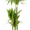 Castorama Dracaena Janet Craig 21cm Avec Cache Pot Pierre 1 Castorama Dracaena Janet Craig 21cm Avec Cache Pot Pierre -Clôture Soldes dracaena janet craig 21cm avec cache pot pierre8720053841833 01c FR CF