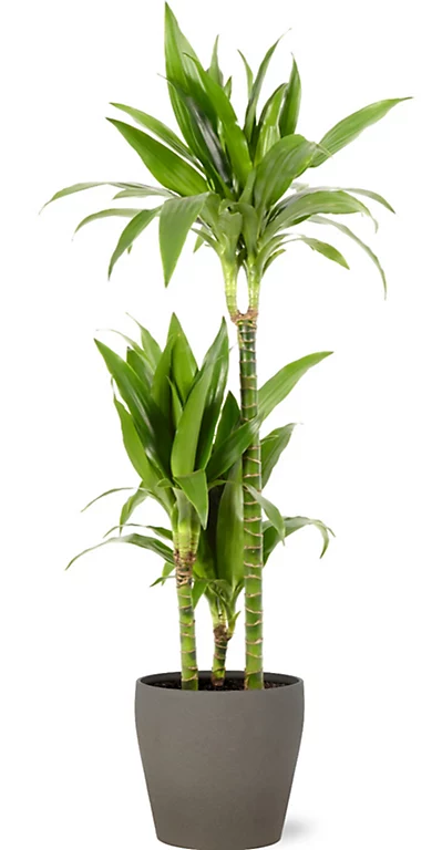 Castorama Dracaena Janet Craig 21cm Avec Cache Pot Pierre 3 Castorama Dracaena Janet Craig 21cm Avec Cache Pot Pierre