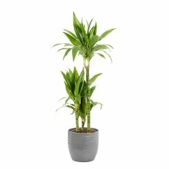 Castorama Dracaena Janet Craig 21cm Avec Cache Pot Rayures Grises