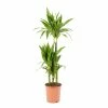 Castorama Dracaena Janet Craig 21cm 1 Castorama Dracaena Janet Craig 21cm -Clôture Soldes dracaena janet craig 21cm8720053841796 01c FR CF
