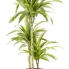 Castorama Dracaena Lemon Lime 21cm Avec Cache Pot Pierre -Clôture Soldes dracaena lemon lime 21cm avec cache pot pierre8720053841680 01c FR CF