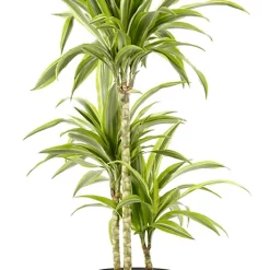 Castorama Dracaena Lemon Lime 21cm Avec Cache Pot Pierre