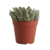 Castorama Echeveria « Grande Cinza » 12cm 2 Castorama Echeveria « Grande Cinza » 12cm -Clôture Soldes echeveria grande cinza 12cm3663602463160 02c