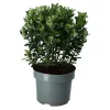 Castorama Euonymus Pierrelino, Pot 17 Cm 1 Castorama Euonymus Pierrelino, Pot 17 Cm -Clôture Soldes euonymus pierrelino pot 17 cm5059340083711 02c