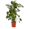 Castorama Faux Philodendron 24cm 2 Castorama Faux Philodendron 24cm -Clôture Soldes faux philodendron 24cm5059340052137 01c