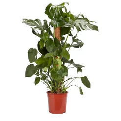 Castorama Faux Philodendron 24cm