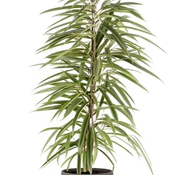 Castorama Ficus BA 21cm Avec Cache Pot Pierre