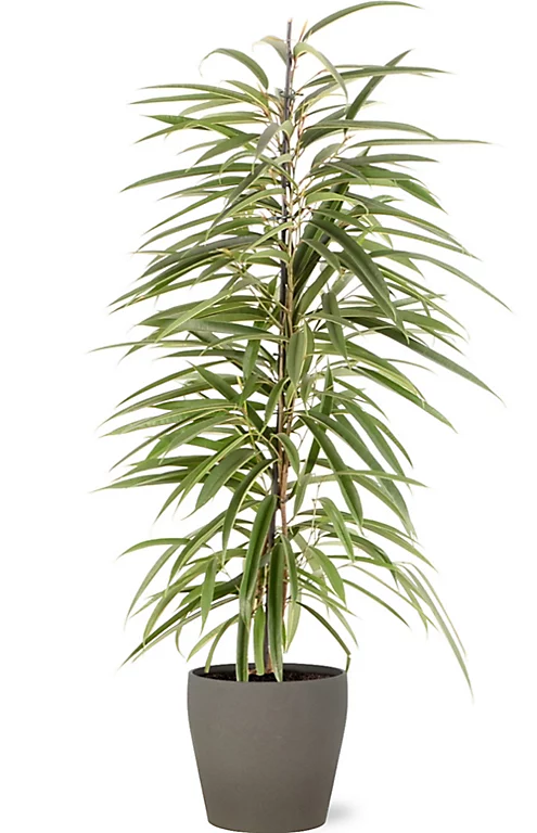 Castorama Ficus BA 21cm Avec Cache Pot Pierre 3 Castorama Ficus BA 21cm Avec Cache Pot Pierre