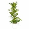 Castorama Ficus Cyathistipula 21cm Avec Cache Pot Blanc