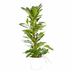 Castorama Ficus Cyathistipula 21cm Avec Cache Pot Blanc