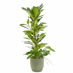 Castorama Ficus Cyathistipula 21cm Avec Cache Pot Rayures Vertes