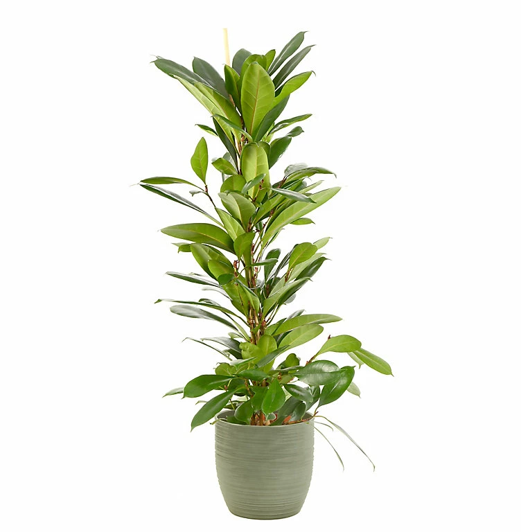 Castorama Ficus Cyathistipula 21cm Avec Cache Pot Rayures Vertes 3 Castorama Ficus Cyathistipula 21cm Avec Cache Pot Rayures Vertes