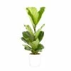 Castorama Ficus Lyrata 21cm Avec Cache Pot Blanc 1 Castorama Ficus Lyrata 21cm Avec Cache Pot Blanc -Clôture Soldes ficus lyrata 21cm avec cache pot blanc8720053841307 01c FR CF