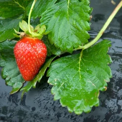 Castorama Film De Paillage Spécial Fraises Jany H. 1,4 M X L. 5 M X Ep. 30 µ Noir