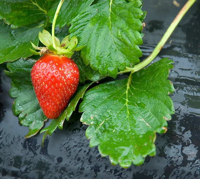 Clôture Soldes -Clôture Soldes film de paillage special fraises jany h 1 4 m x l 5 m x ep 30 noir3261230100749 01i FR CF