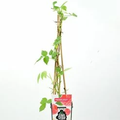 Castorama Framboisier En Variété Pot 2L