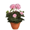 Castorama Geranium Rose Artificiel ø25 X H.35 Cm En Pot Campana Terra ø15,5 Cm 2 Castorama Geranium Rose Artificiel ø25 X H.35 Cm En Pot Campana Terra ø15,5 Cm -Clôture Soldes geranium rose artificiel 25 x h 35 cm en pot campana terra 15 5 cm8712293752024 01c FR CF