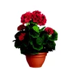 Castorama Geranium Rouge Artificiel ø25 X H.35 Cm En Pot Campana Terra ø15,5 Cm 1 Castorama Geranium Rouge Artificiel ø25 X H.35 Cm En Pot Campana Terra ø15,5 Cm -Clôture Soldes geranium rouge artificiel 25 x h 35 cm en pot campana terra 15 5 cm8712293752017 01c FR CF