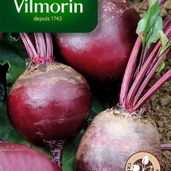 Castorama Graines De Betterave De Détroit 2 Race Préco Vilmorin
