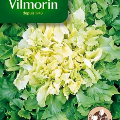 Castorama Graines De Chicorée Scarole Géante Race Salanca